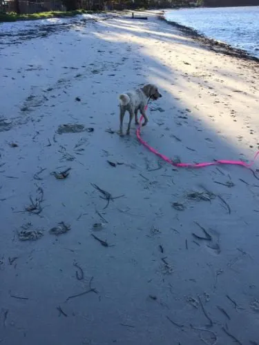5mts 2.5cms Lead Pink or black Leash Recall Beach Park Pet Dog Puppy Long Training Lead