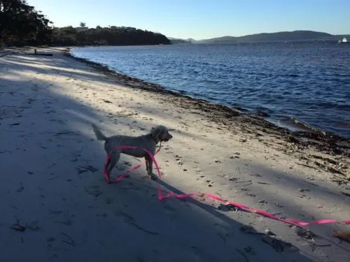 5mts 2.5cms Lead Pink or black Leash Recall Beach Park Pet Dog Puppy Long Training Lead