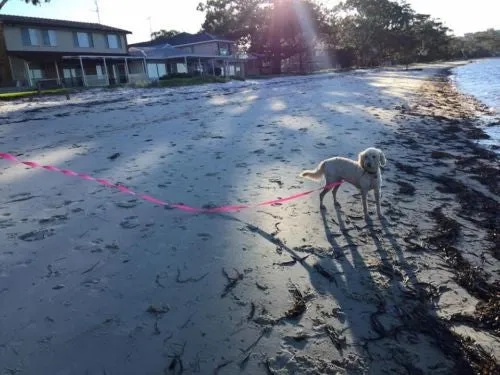 5mts 2.5cms Lead Pink or black Leash Recall Beach Park Pet Dog Puppy Long Training Lead