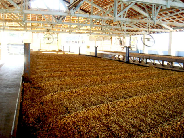Brazil Fazenda Barreiro Pulped-Natural Microlot. Available only in Salisbury (MA)