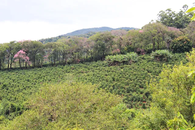 Brazil Fazenda Barreiro Pulped-Natural Microlot. Available only in Salisbury (MA)