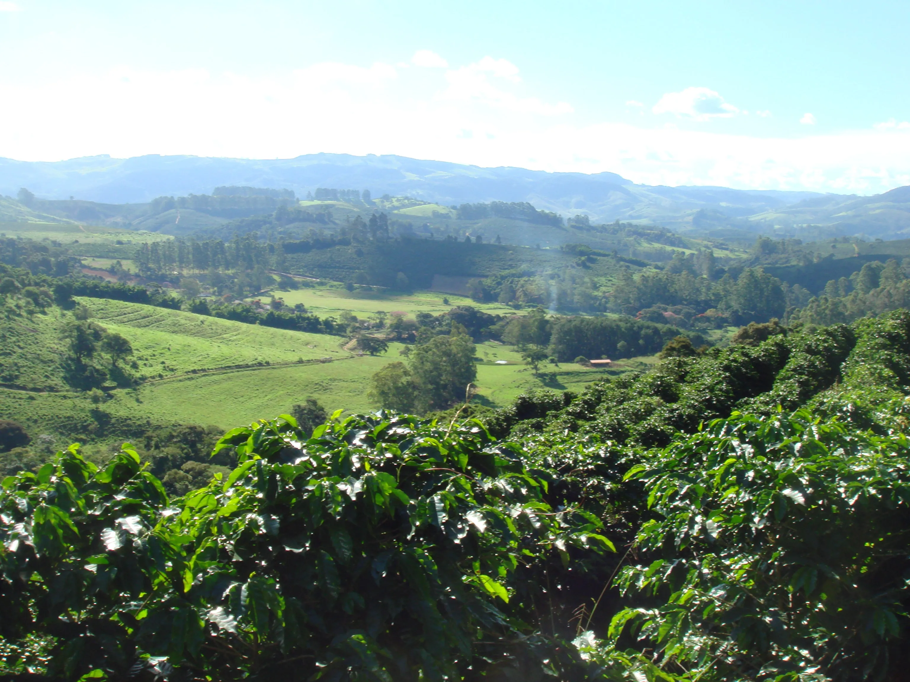 Brazil Fazenda Barreiro Pulped-Natural Microlot. Available only in Salisbury (MA)