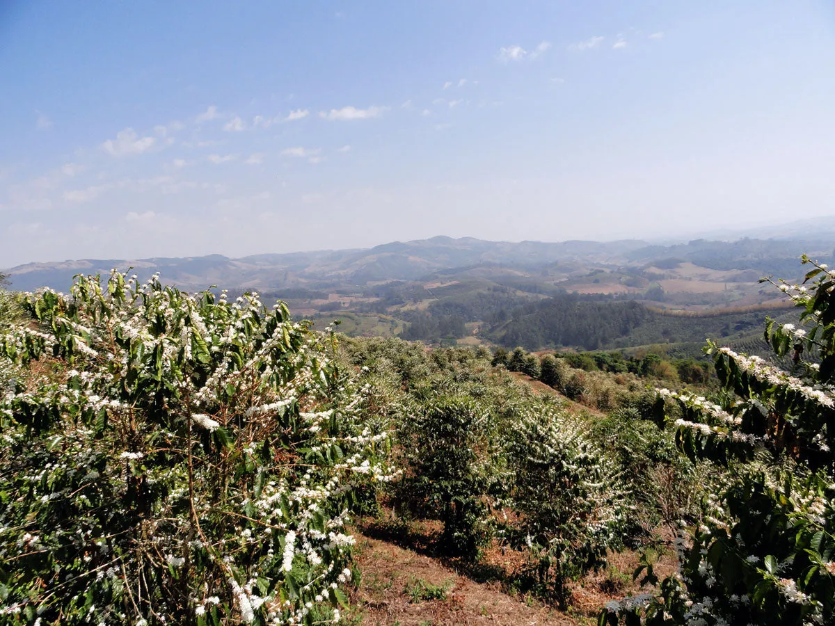 Brazil Fazenda Barreiro Pulped-Natural Microlot. Available only in Salisbury (MA)