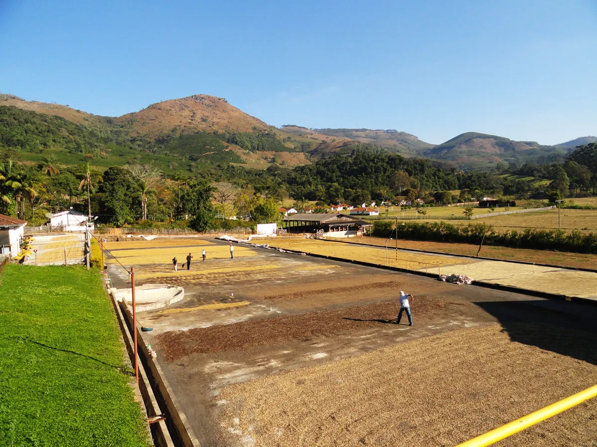 Brazil Fazenda Barreiro Pulped-Natural Microlot. Available only in Salisbury (MA)