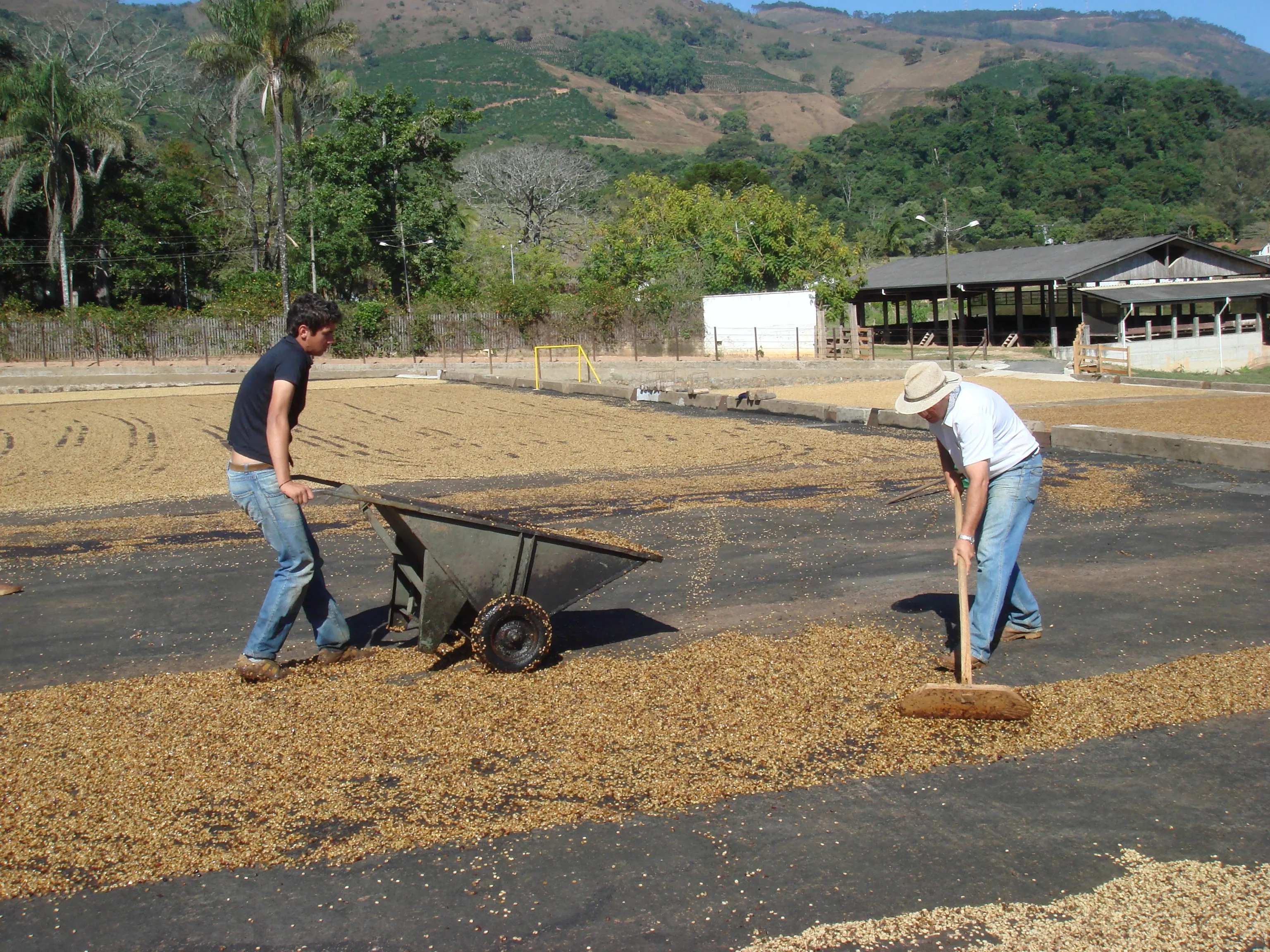 Brazil Fazenda Barreiro Pulped-Natural Microlot. Available only in Salisbury (MA)