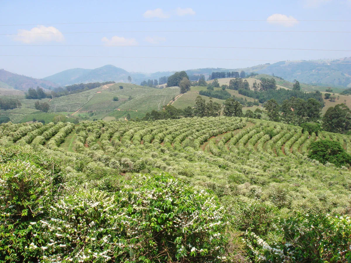 Brazil Fazenda Barreiro Pulped-Natural Microlot. Available only in Salisbury (MA)