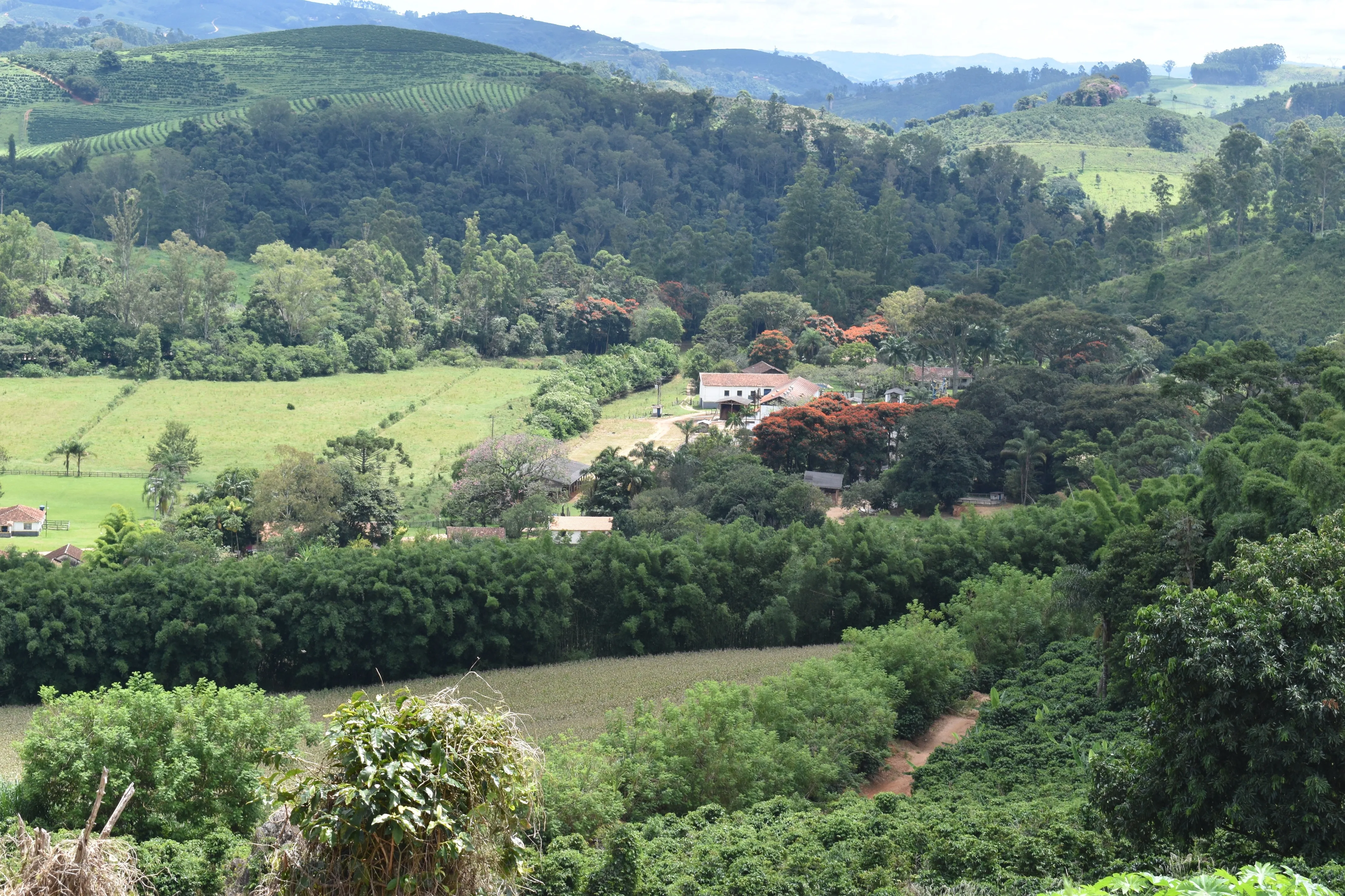 Brazil Fazenda Barreiro Pulped-Natural Microlot. Available only in Salisbury (MA)