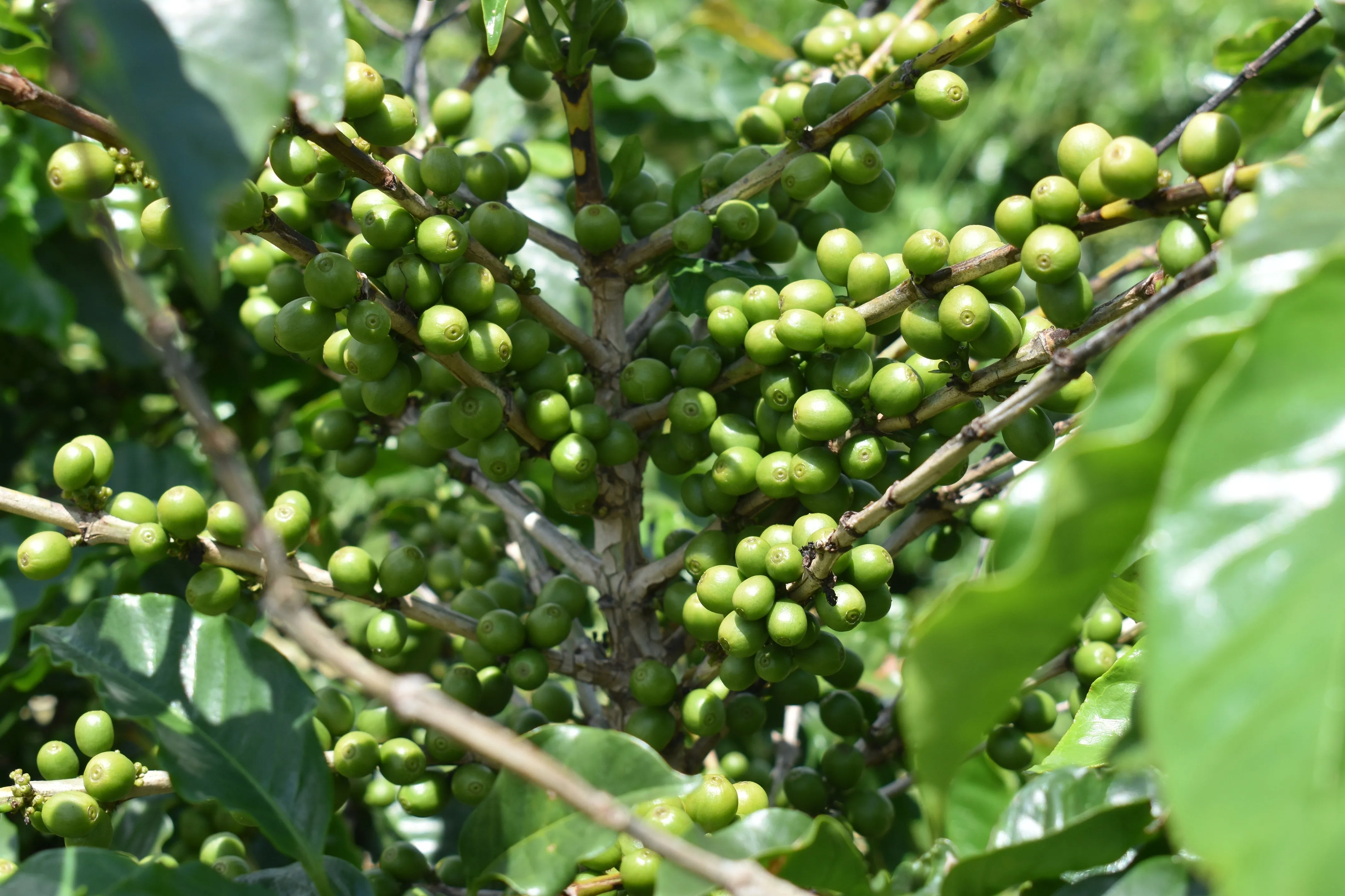 Brazil Fazenda Barreiro Pulped-Natural Microlot. Available only in Salisbury (MA)