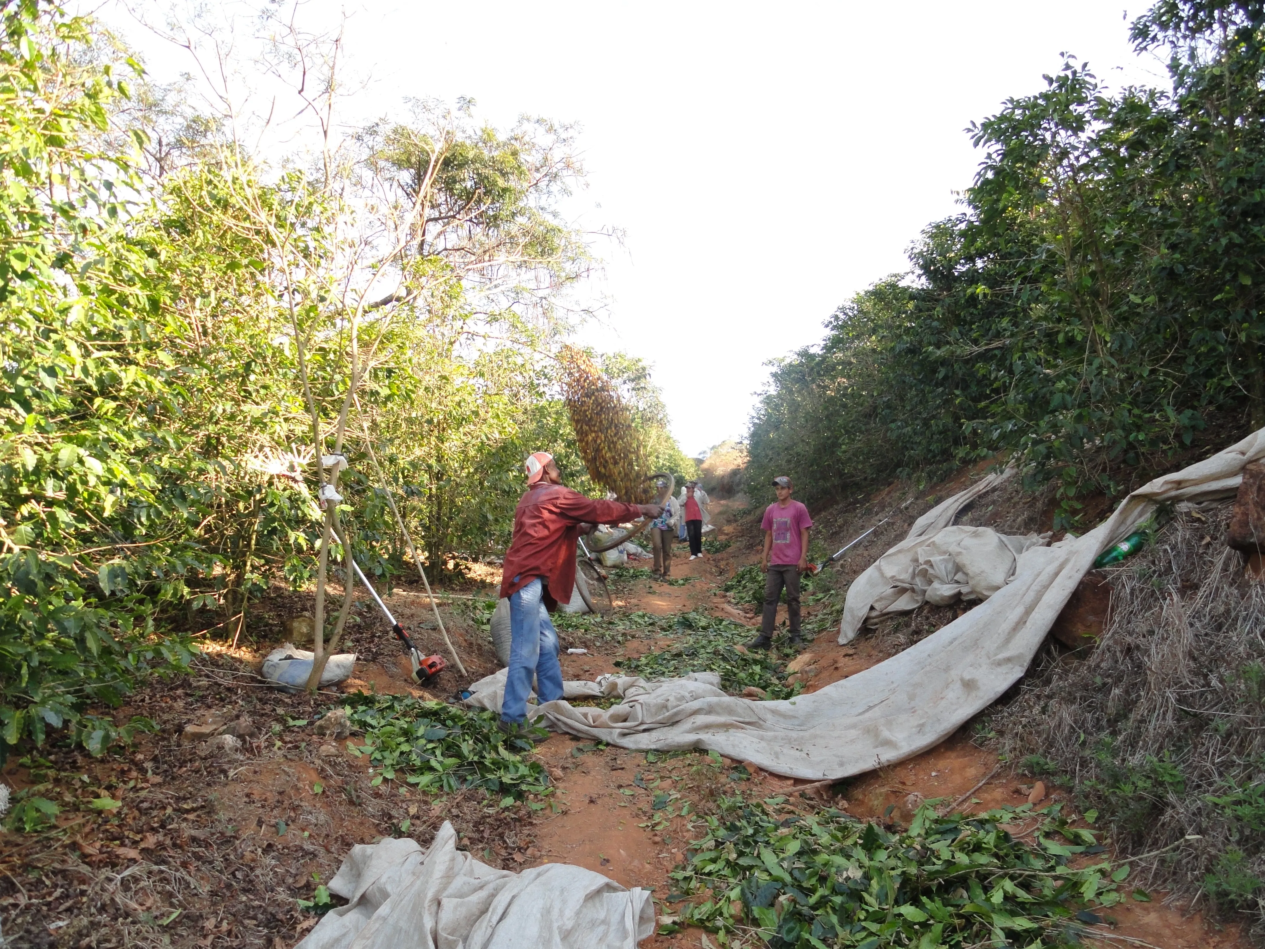 Brazil Fazenda Barreiro Pulped-Natural Microlot. Available only in Salisbury (MA)