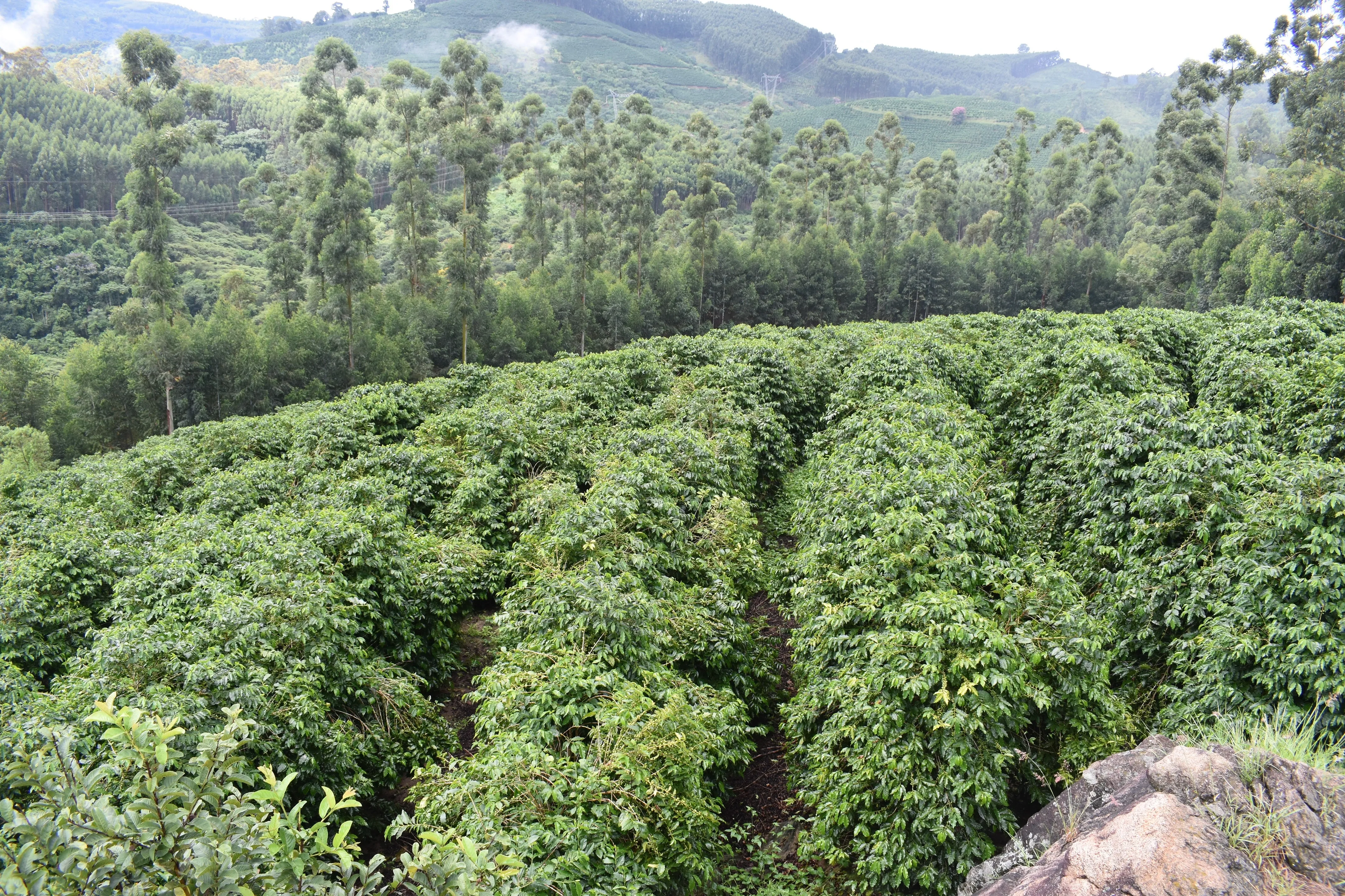 Brazil Sul Minas Natural-Process AAA DECAF. Available only in Salisbury (MA). NEW ARRIVAL!