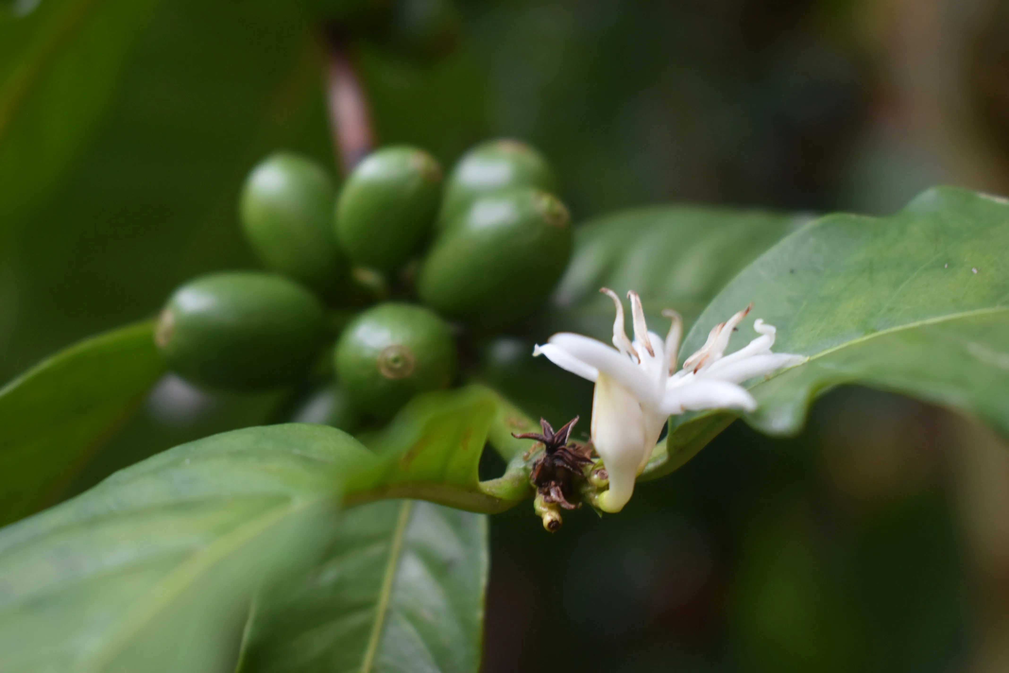 Brazil Sul Minas Natural-Process AAA DECAF. Available only in Salisbury (MA). NEW ARRIVAL!