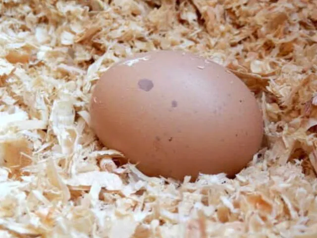 Chicken Coop Shavings